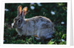 Eastern Cottontail by Anonymous