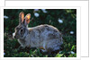 Eastern Cottontail by Anonymous