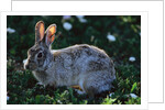 Eastern Cottontail by Anonymous