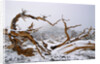 Snow Covered Bristlecone Pine on Mount Goliath by Anonymous