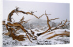 Snow Covered Bristlecone Pine on Mount Goliath by Anonymous