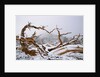 Snow Covered Bristlecone Pine on Mount Goliath by Anonymous