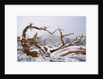 Snow Covered Bristlecone Pine on Mount Goliath by Anonymous