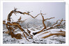 Snow Covered Bristlecone Pine on Mount Goliath by Anonymous