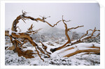Snow Covered Bristlecone Pine on Mount Goliath by Anonymous