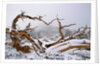 Snow Covered Bristlecone Pine on Mount Goliath by Anonymous