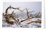 Snow Covered Bristlecone Pine on Mount Goliath by Anonymous