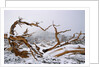 Snow Covered Bristlecone Pine on Mount Goliath by Anonymous