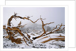 Snow Covered Bristlecone Pine on Mount Goliath by Anonymous