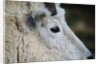 Mountain Goat by Anonymous