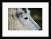 Mountain Goat by Anonymous