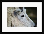 Mountain Goat by Anonymous