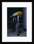 Common Canary on Water Spigot by Anonymous