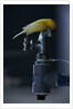 Common Canary on Water Spigot by Anonymous