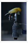 Common Canary on Water Spigot by Anonymous