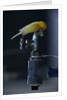 Common Canary on Water Spigot by Anonymous