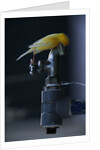 Common Canary on Water Spigot by Anonymous