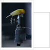 Common Canary on Water Spigot by Anonymous