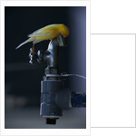 Common Canary on Water Spigot by Anonymous