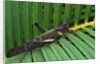Giant Grasshopper on Leaf by Anonymous