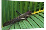 Giant Grasshopper on Leaf by Anonymous