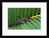 Giant Grasshopper on Leaf by Anonymous