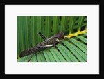 Giant Grasshopper on Leaf by Anonymous