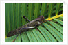 Giant Grasshopper on Leaf by Anonymous