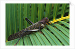 Giant Grasshopper on Leaf by Anonymous