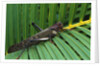 Giant Grasshopper on Leaf by Anonymous