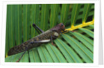 Giant Grasshopper on Leaf by Anonymous
