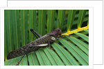 Giant Grasshopper on Leaf by Anonymous