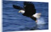 Bald Eagle Grabbing a Fish by Anonymous