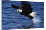 Bald Eagle Grabbing a Fish by Anonymous