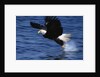 Bald Eagle Grabbing a Fish by Anonymous