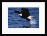 Bald Eagle Grabbing a Fish by Anonymous