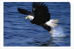 Bald Eagle Grabbing a Fish by Anonymous
