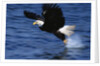 Bald Eagle Grabbing a Fish by Anonymous