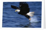 Bald Eagle Grabbing a Fish by Anonymous
