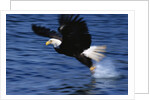 Bald Eagle Grabbing a Fish by Anonymous
