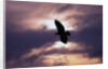 Bald Eagle in Flight by Anonymous