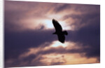 Bald Eagle in Flight by Anonymous