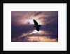 Bald Eagle in Flight by Anonymous