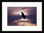 Bald Eagle in Flight by Anonymous