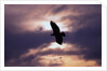 Bald Eagle in Flight by Anonymous