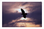 Bald Eagle in Flight by Anonymous