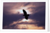 Bald Eagle in Flight by Anonymous