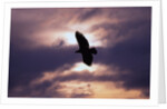 Bald Eagle in Flight by Anonymous