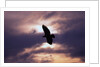 Bald Eagle in Flight by Anonymous