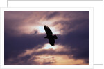 Bald Eagle in Flight by Anonymous